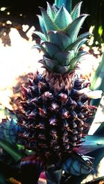 Close-up of cactus flower