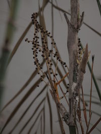 Low angle view of bare tree branches