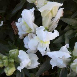 Close-up of white flowers