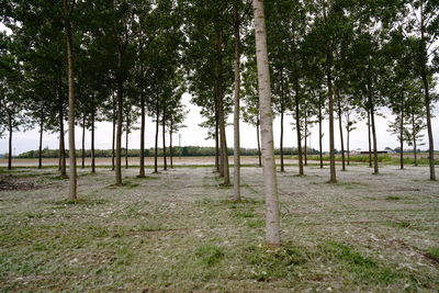 Trees on field in forest
