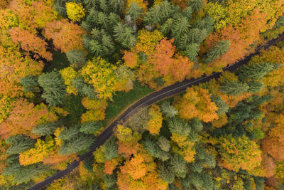 Aerial view of road in forest