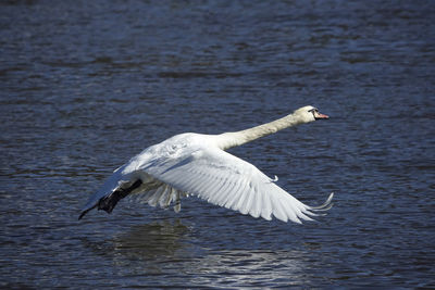 Swan flying over sea