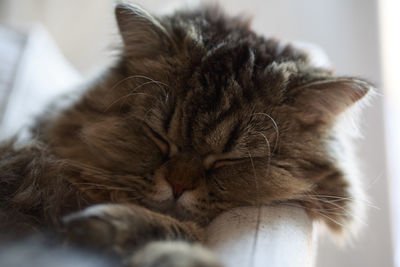 Close-up of cat sleeping