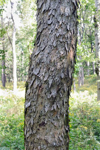 Close-up of tree trunk in forest