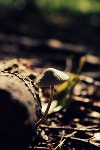 Close-up of mushroom