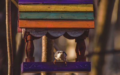 Close-up of a bird