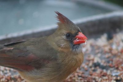 Close-up of a bird