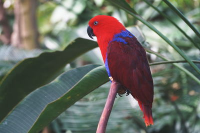 Close-up of parrot perching on branch