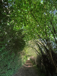 Trail amidst trees in forest