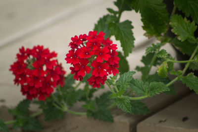 Close-up of red flowers