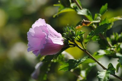 Close-up of pink flowers