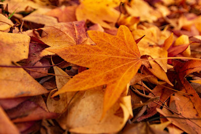 Close-up of maple leaves