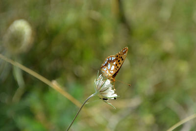 A queen of spain fritillary butterfly
