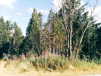 Trees growing in forest