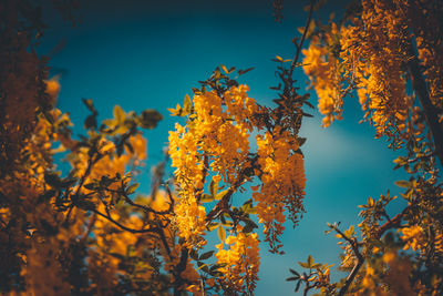 Low angle view of autumnal trees against sky