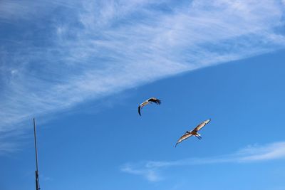 Low angle view of stork birds flying in sky