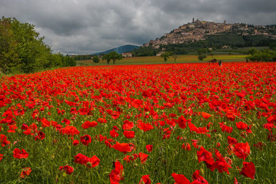 Red poppy flowers on field against sky