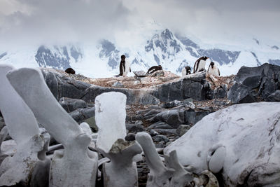 Panoramic view of snow capped mountains against sky penguins whale bones antarctica