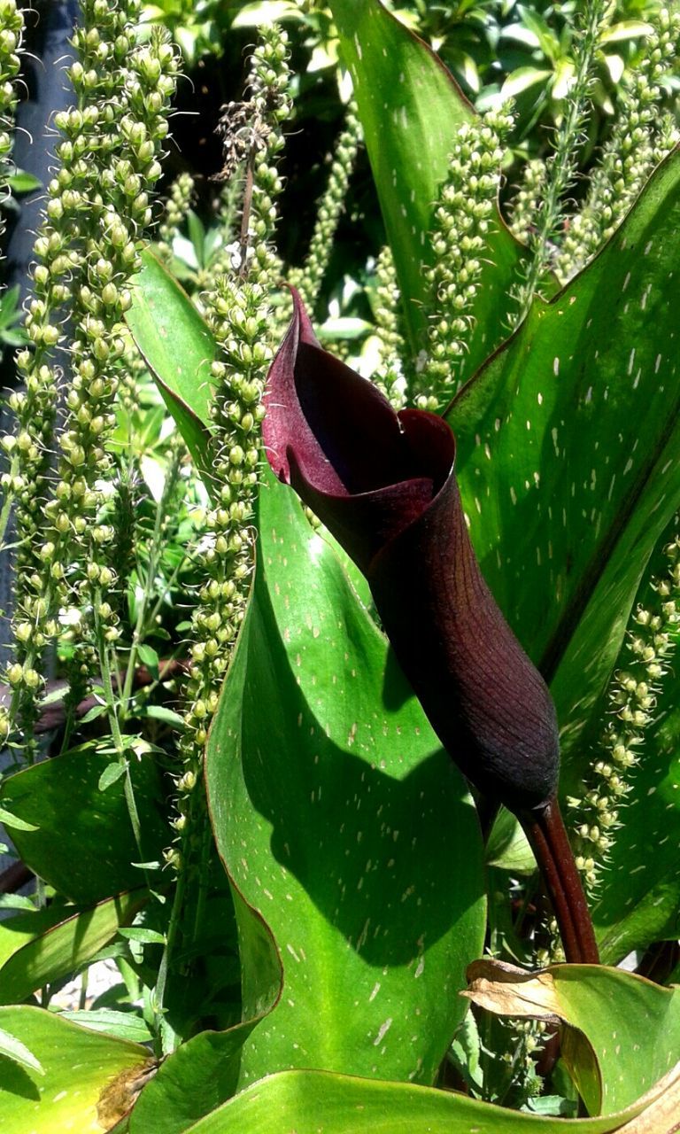 leaf, green color, growth, plant, nature, close-up, freshness, beauty in nature, animals in the wild, wildlife, outdoors, animal themes, day, focus on foreground, green, sunlight, no people, one animal, natural pattern, fragility