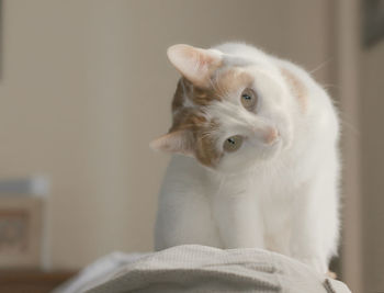 Close-up portrait of cat at home