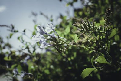 Close-up of fresh green plant