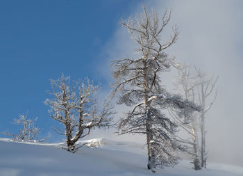 Bare tree against snow covered landscape