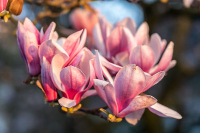 Close-up of pink flowering plant