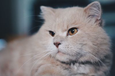 Close-up portrait of cat