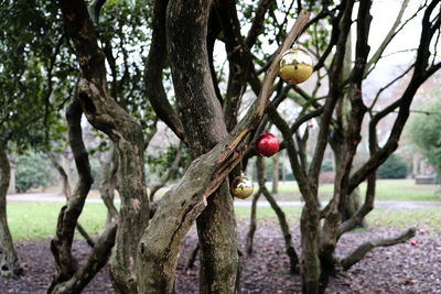 Close-up of fruits hanging on tree trunk in park