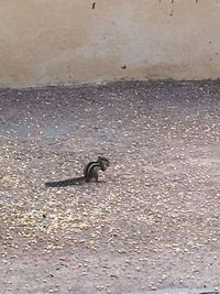 High angle view of bird on street