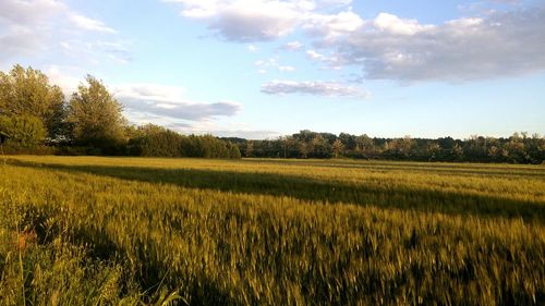 Scenic view of field against sky