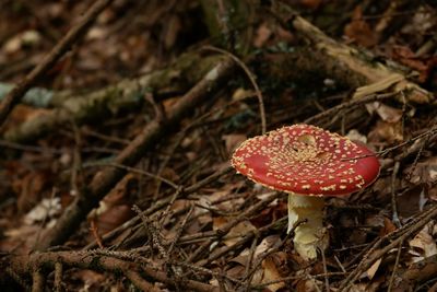 Close-up of fly agaric mushroom on field