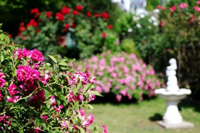 Close-up of pink flowering plants in park