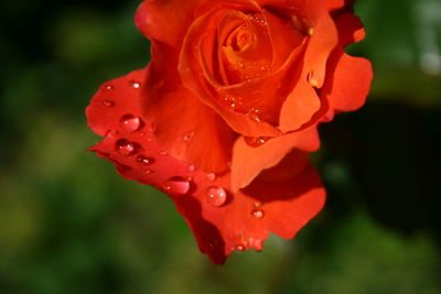 Close-up of red rose