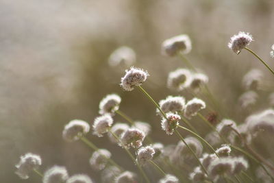 Close-up of flowering plant