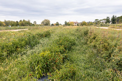 Scenic view of field against sky