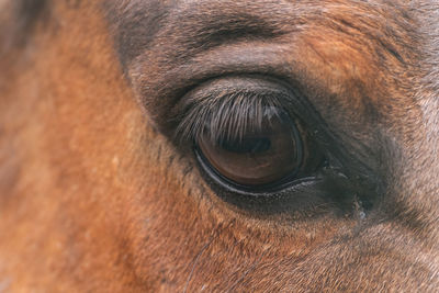 Close-up of dog eye