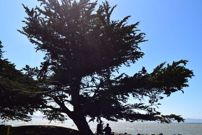 Tree against clear sky