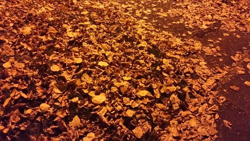 Full frame shot of autumn leaves