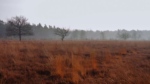 Scenic view of field against clear sky