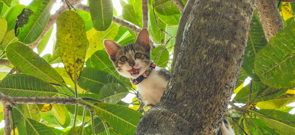 Portrait of a cat