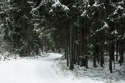 Trees on snow covered landscape