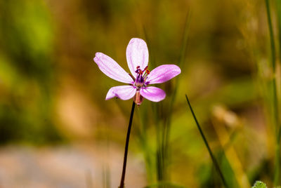 Close-up of flower blooming outdoors