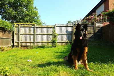 Dog on grass against sky