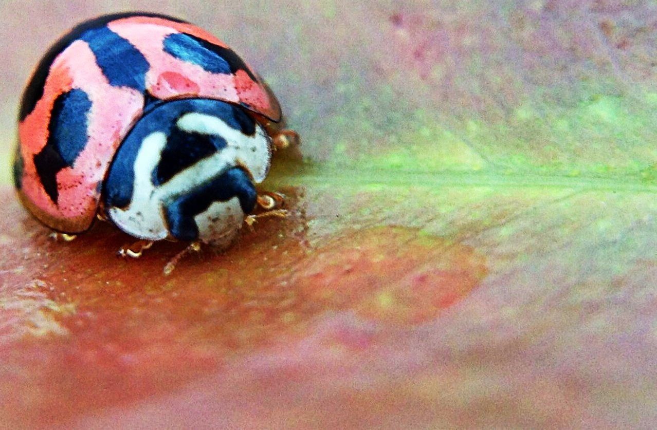 animal themes, one animal, animals in the wild, wildlife, high angle view, close-up, insect, animal markings, day, natural pattern, multi colored, outdoors, full length, no people, animal shell, selective focus, two animals, pattern, nature, zoology