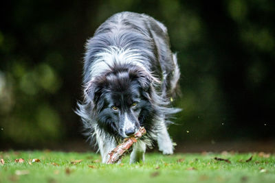 Portrait of dog carrying bone while walking on grassy field