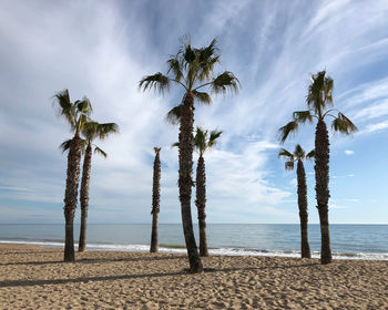 Palm trees on beach against sky