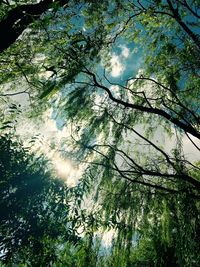 Low angle view of trees against sky