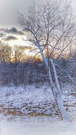 Bare trees on snow covered landscape