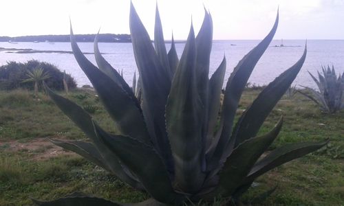 Close-up of cactus against sea